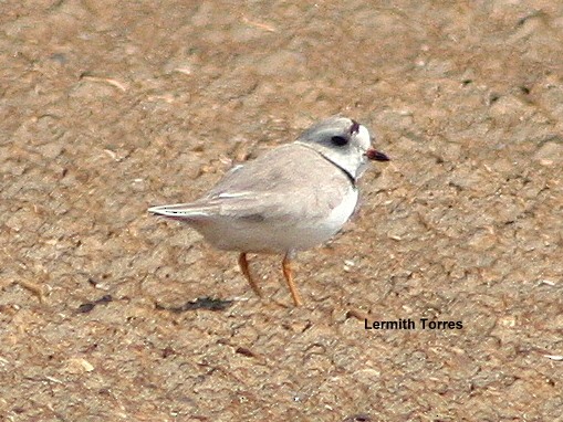 Piping Plover - ML213585231