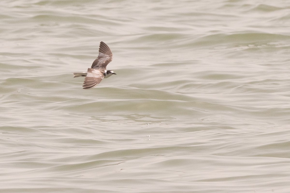 Black Tern - ML213585721