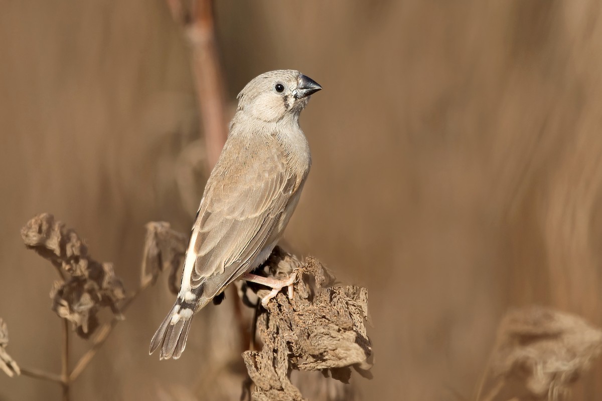 Zebra Finch (Australian) - ML213586251