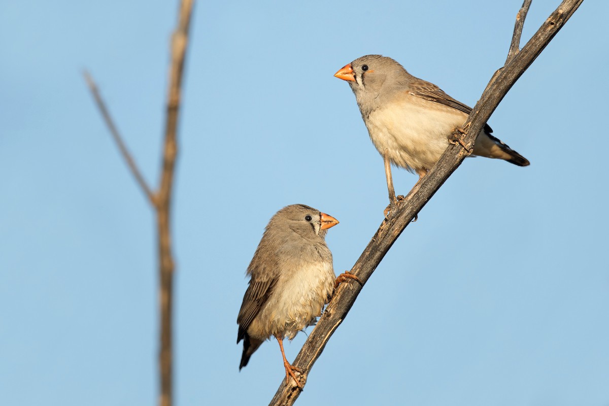 Zebra Finch (Australian) - David Irving