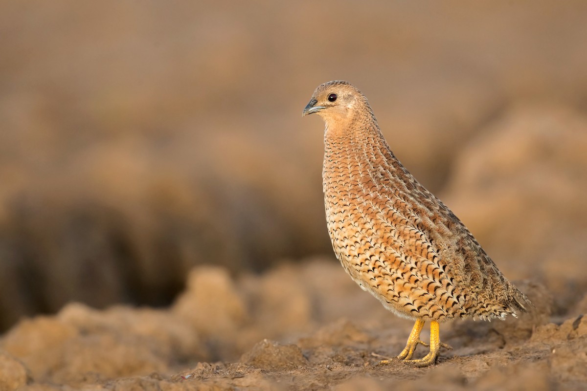 Brown Quail - David Irving