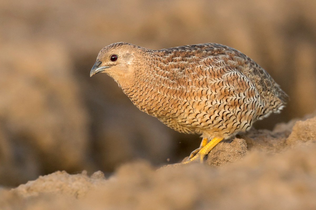 Brown Quail - ML213587501