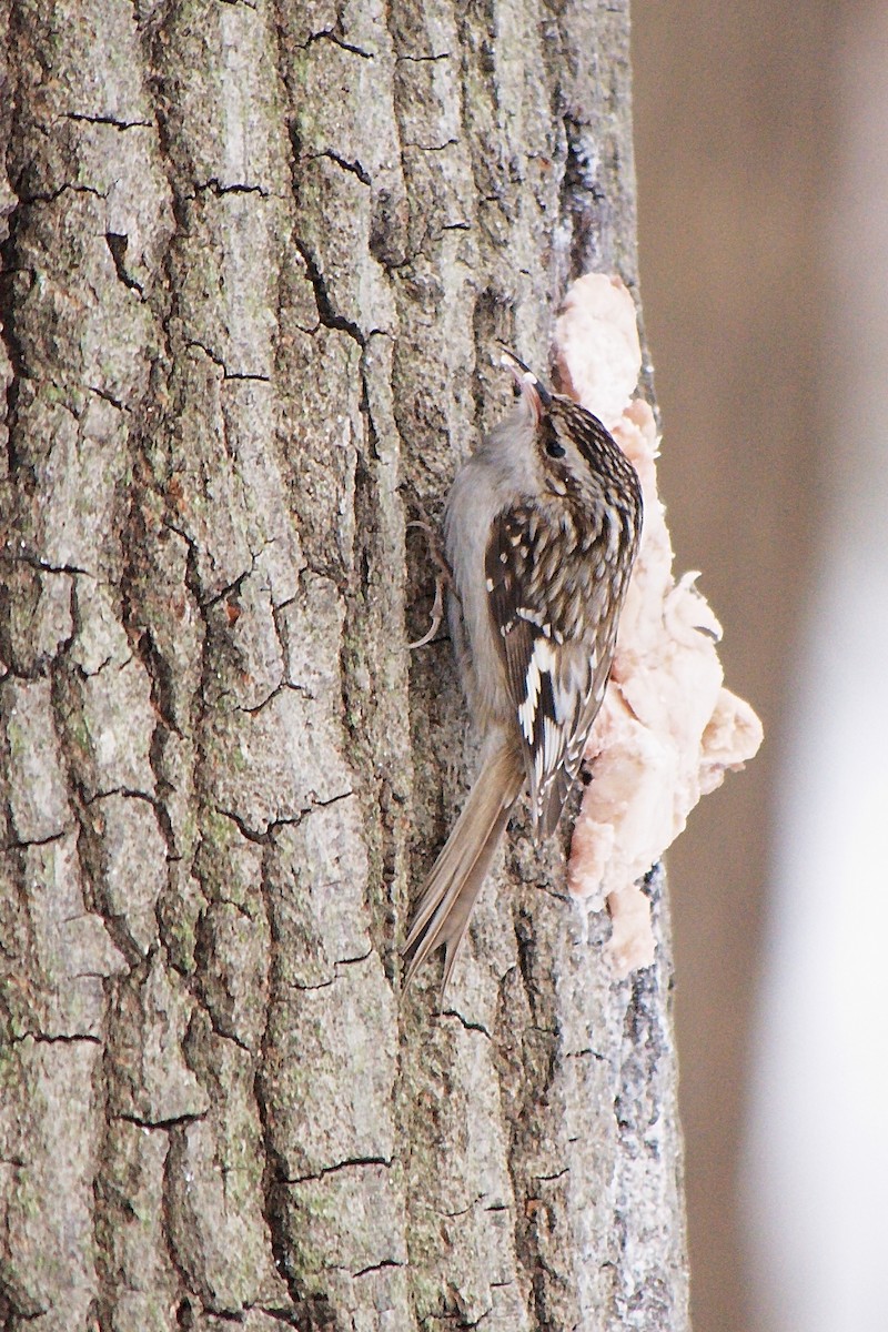 Brown Creeper - Ed Gaillard