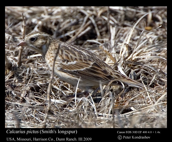 Smith's Longspur - ML213589041