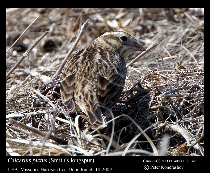 Smith's Longspur - ML213589051