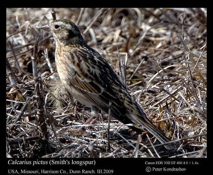 Smith's Longspur - ML213589061