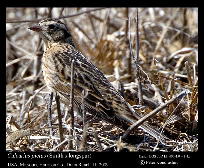 Smith's Longspur - ML213589081