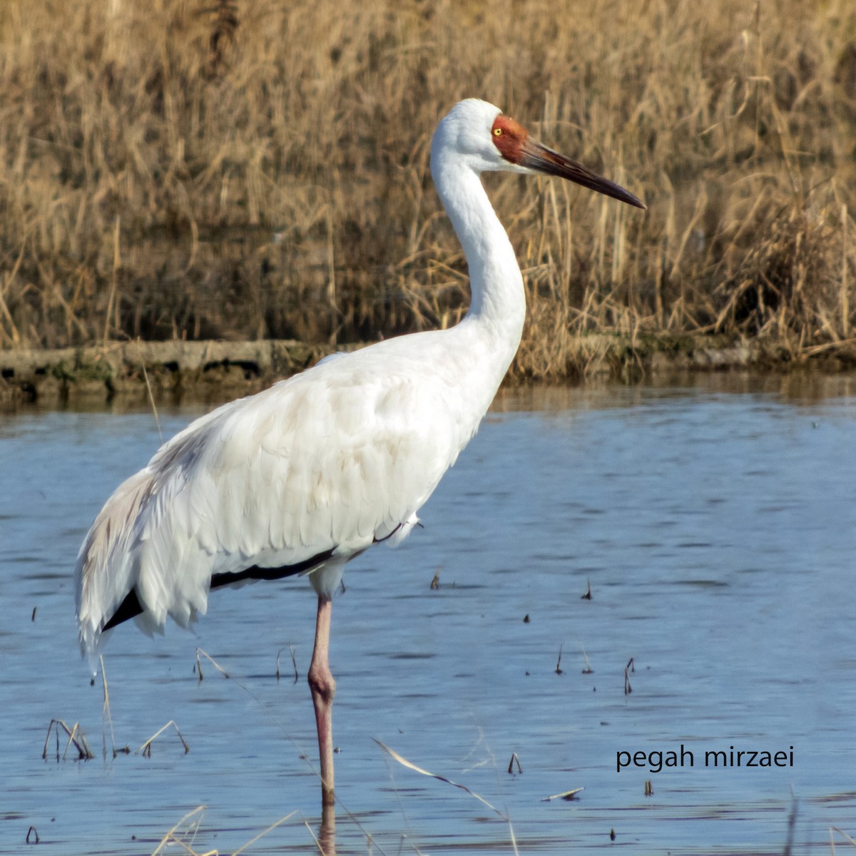 Siberian Crane - Pegah Mirzaei