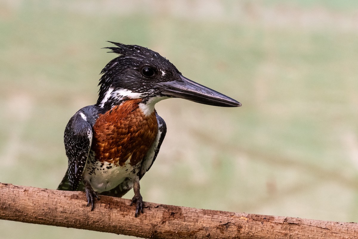 Giant Kingfisher - Hans Norelius