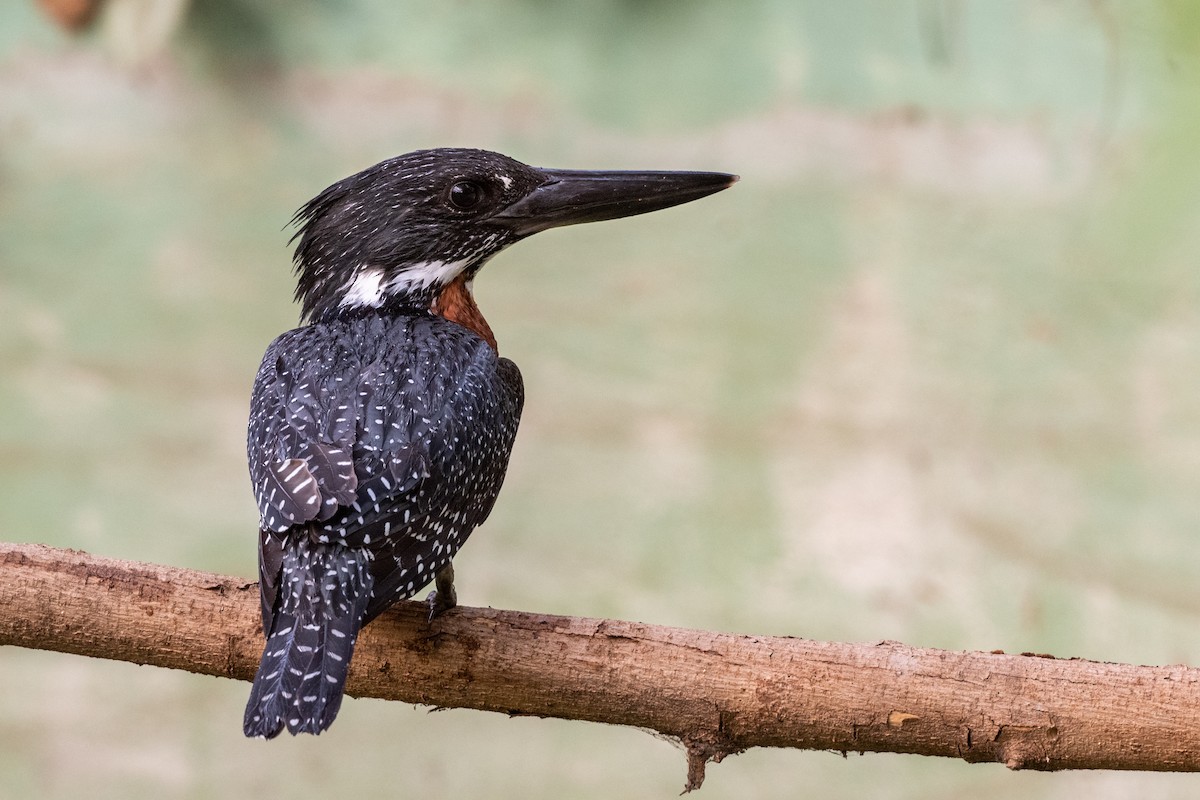 Giant Kingfisher - Hans Norelius