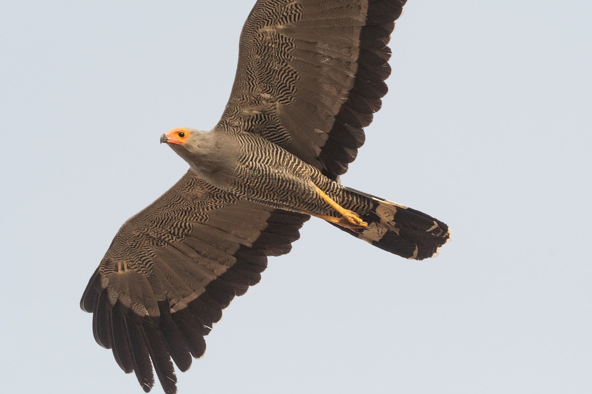 African Harrier-Hawk - Hans Norelius