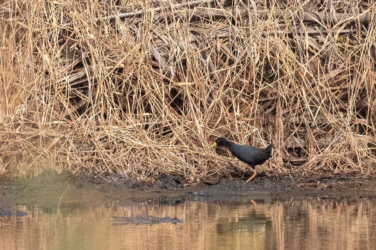 Polluela Negra Africana - ML213590771