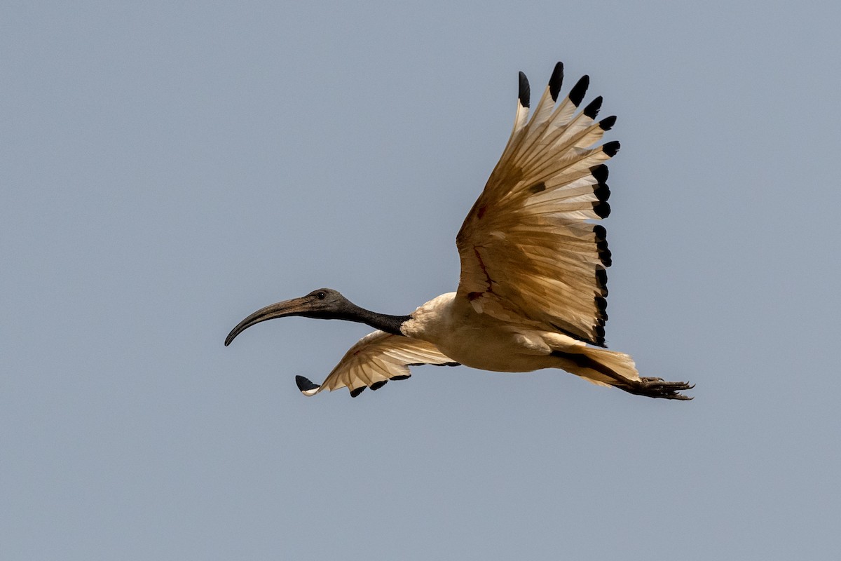 African Sacred Ibis - ML213590801