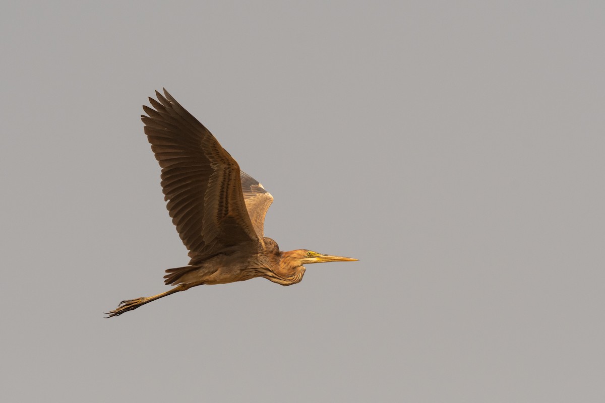 Purple Heron - ML213590891