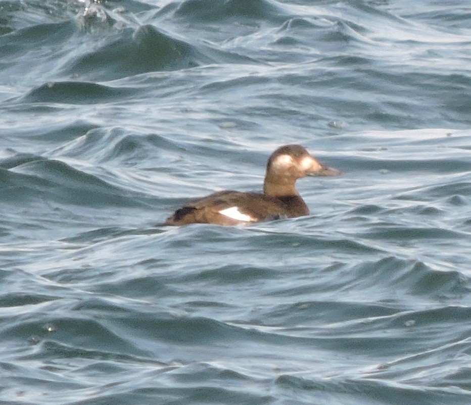 White-winged Scoter - ML21359331