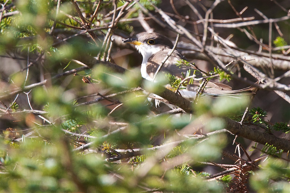 Yellow-billed Cuckoo - ML213594191