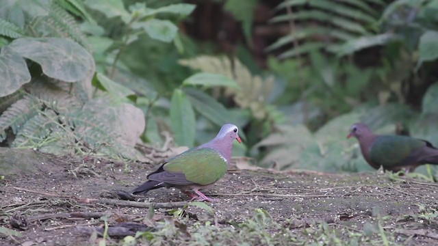 Asian Emerald Dove - ML213594321