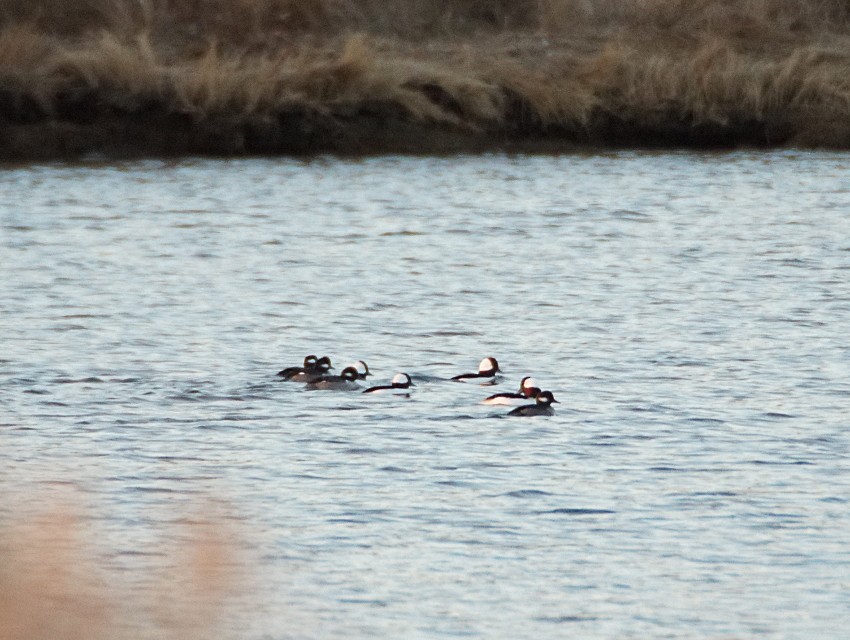 Bufflehead - ML21359521