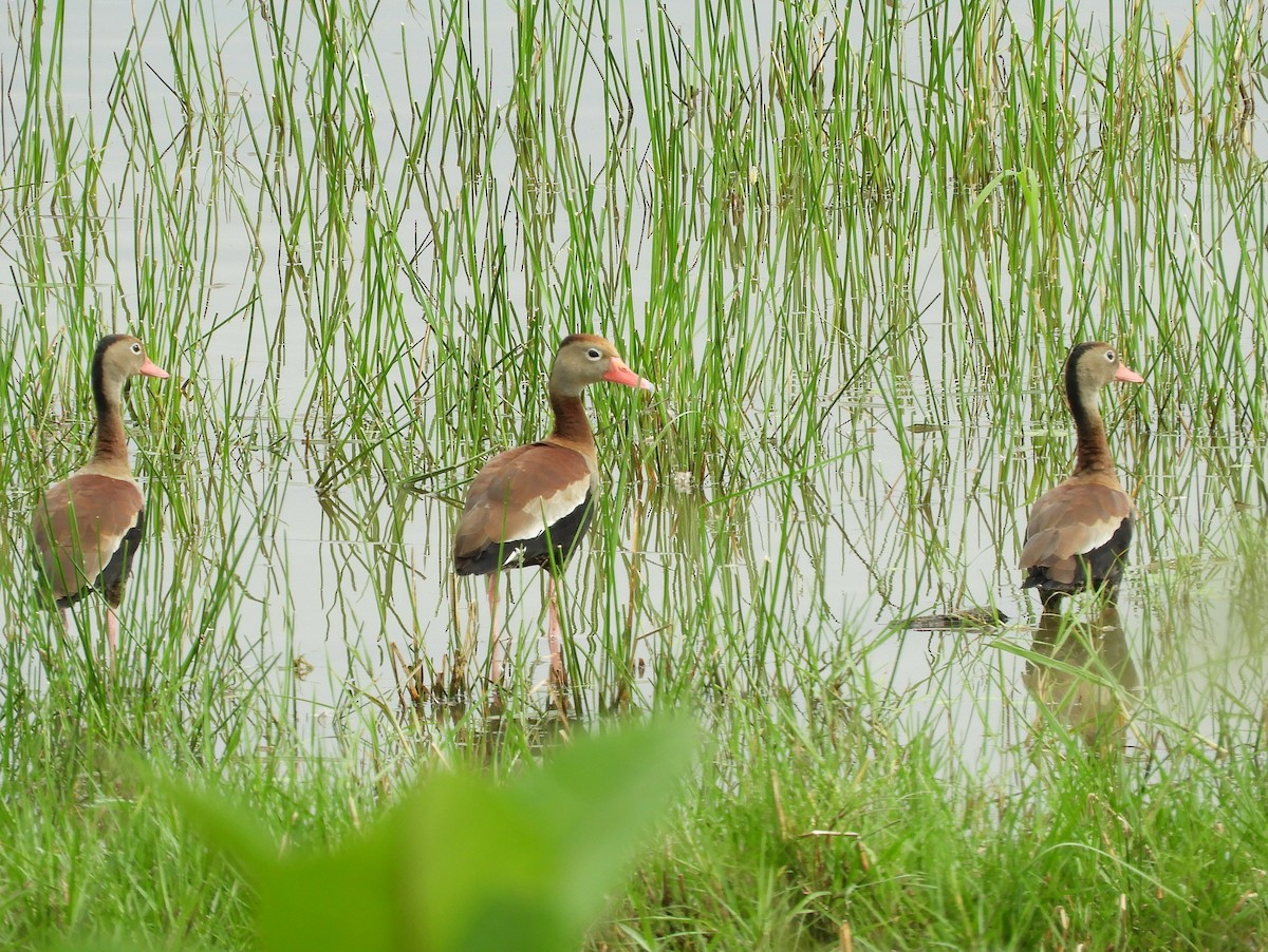 Black-bellied Whistling-Duck - ML213595341