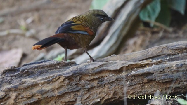 Blue-winged Laughingthrush - ML213596231