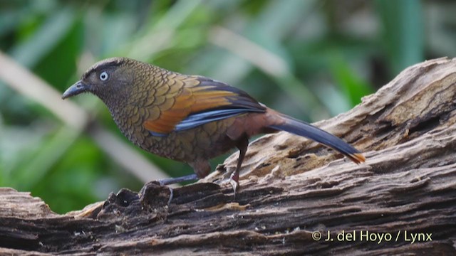 Blue-winged Laughingthrush - ML213596281