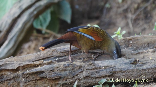 Blue-winged Laughingthrush - ML213596301