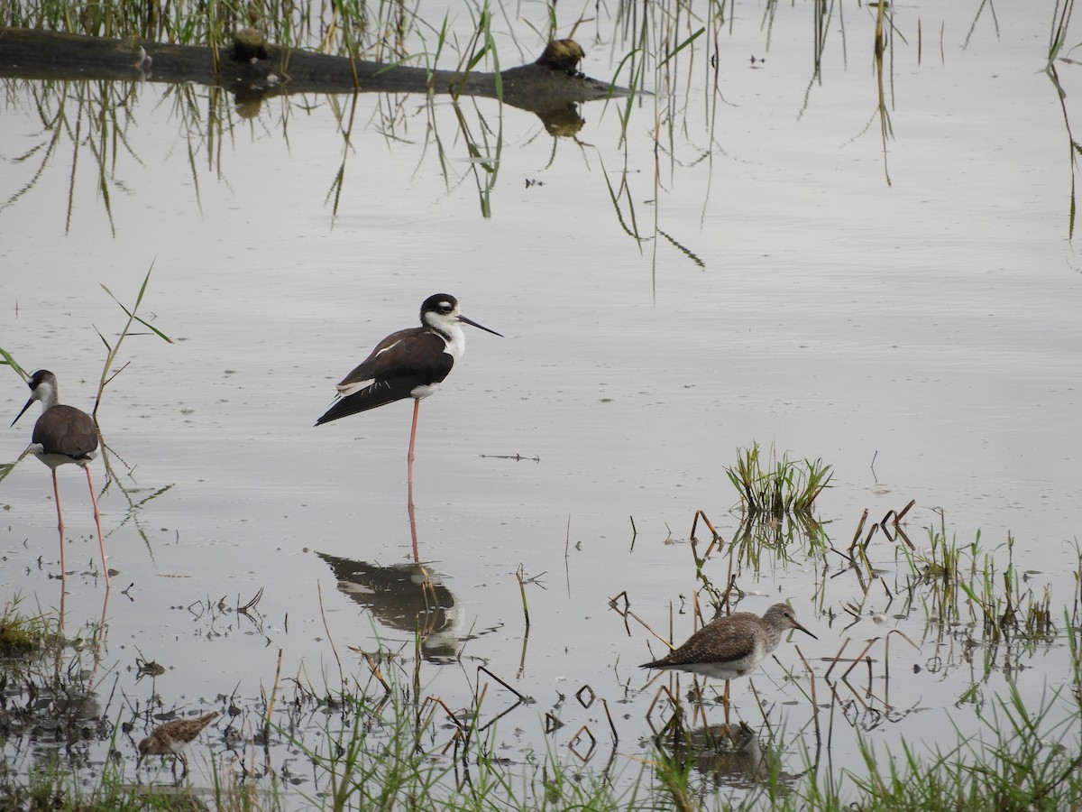 Black-necked Stilt - Maureen Blackford