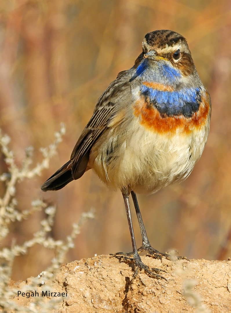 Pettazzurro - ML213596921