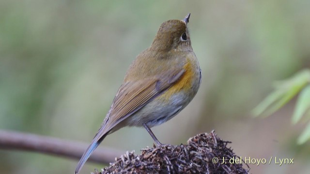 Himalayan Bluetail - ML213596981