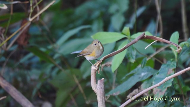 Himalayan Bluetail - ML213597101