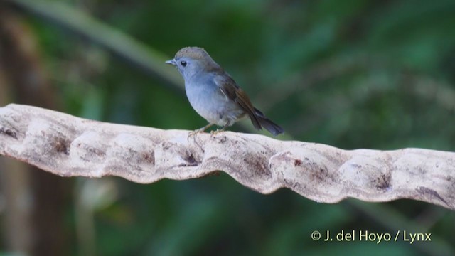 Rufous-gorgeted Flycatcher - ML213597251