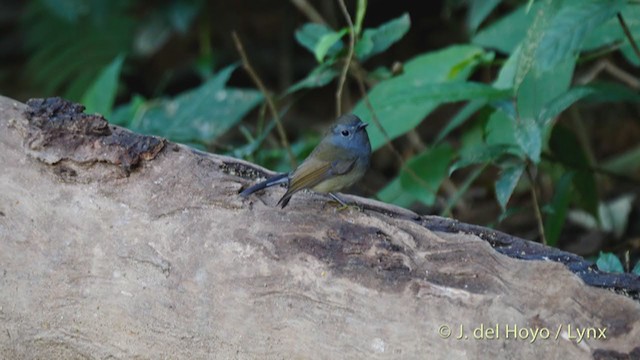 Rufous-gorgeted Flycatcher - ML213597301