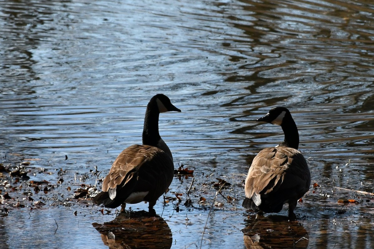 Canada Goose - ML213597361