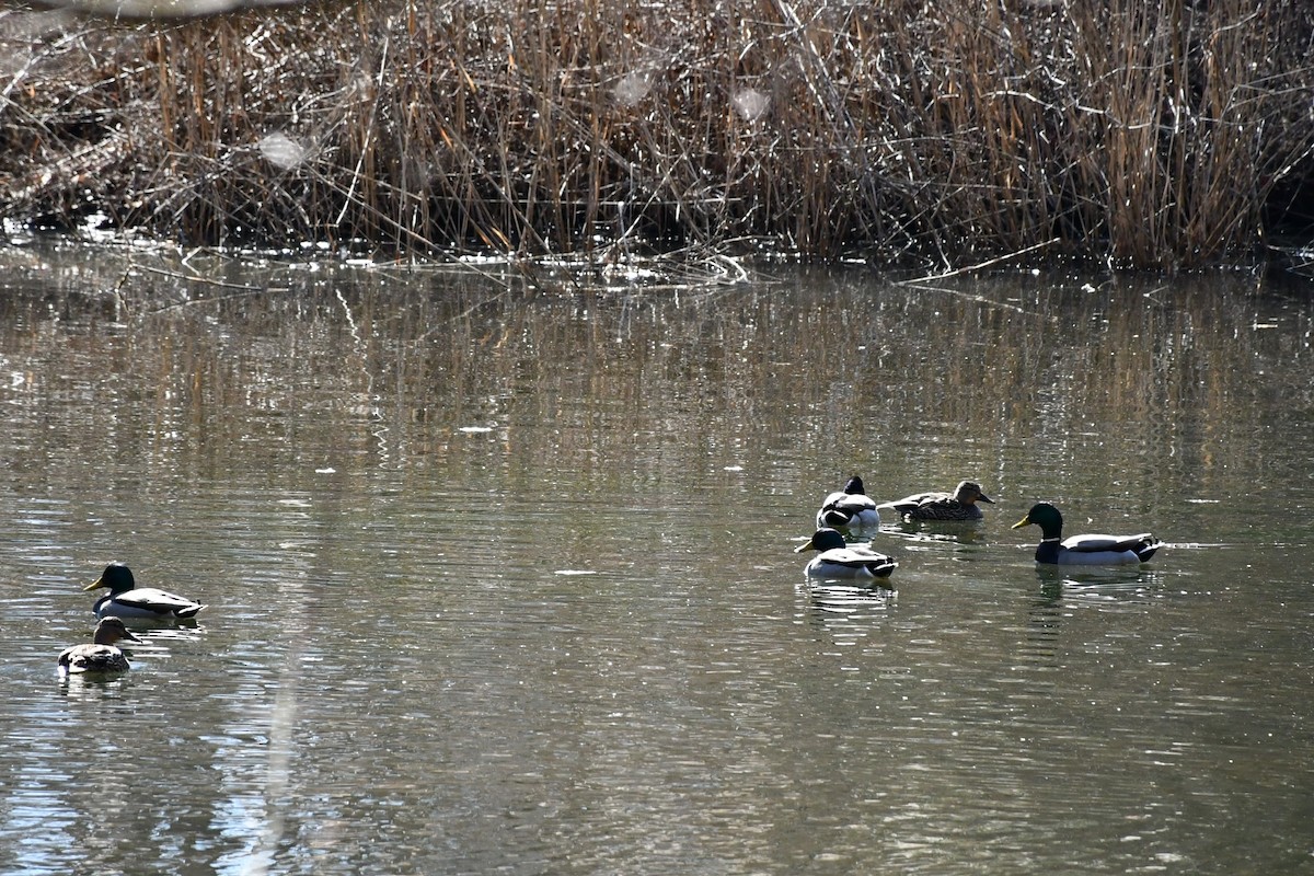 Mallard - ML213597381