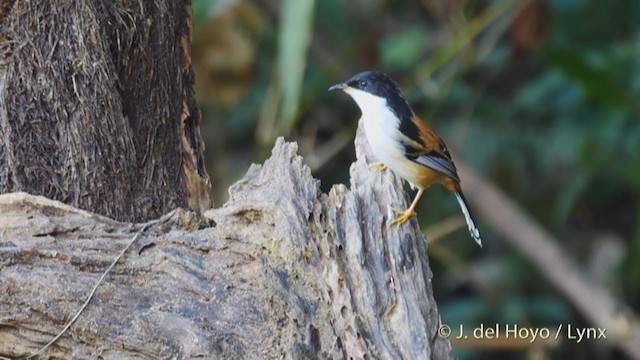 Rufous-backed Sibia - ML213597561