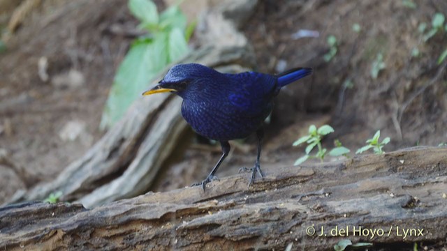 Blue Whistling-Thrush - ML213598091