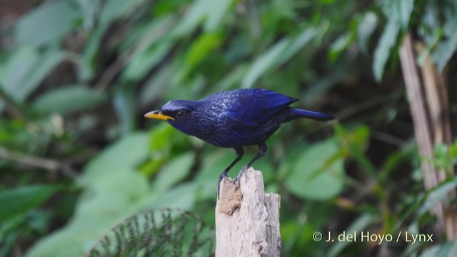 Blue Whistling-Thrush - ML213598111