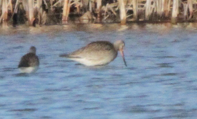 Hudsonian Godwit - Larry Urbanski