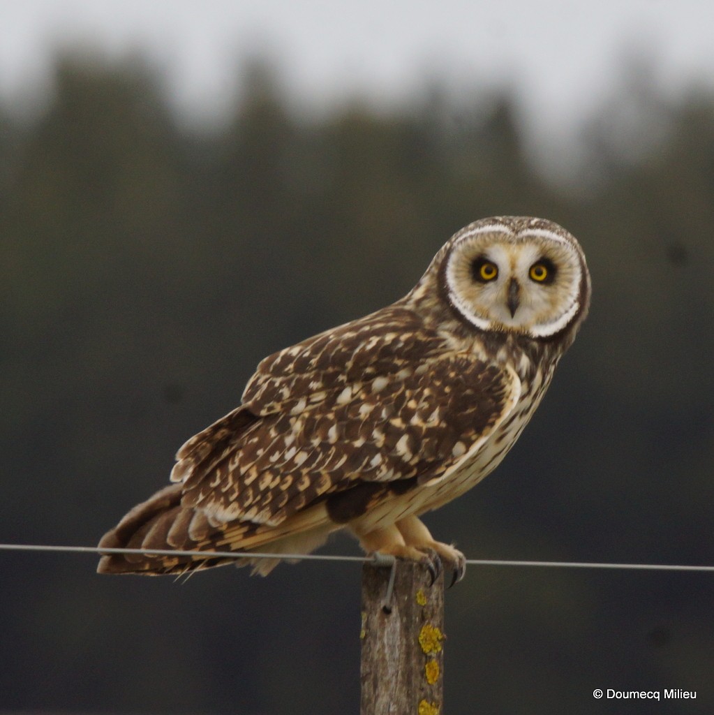 Hibou des marais - ML21359971