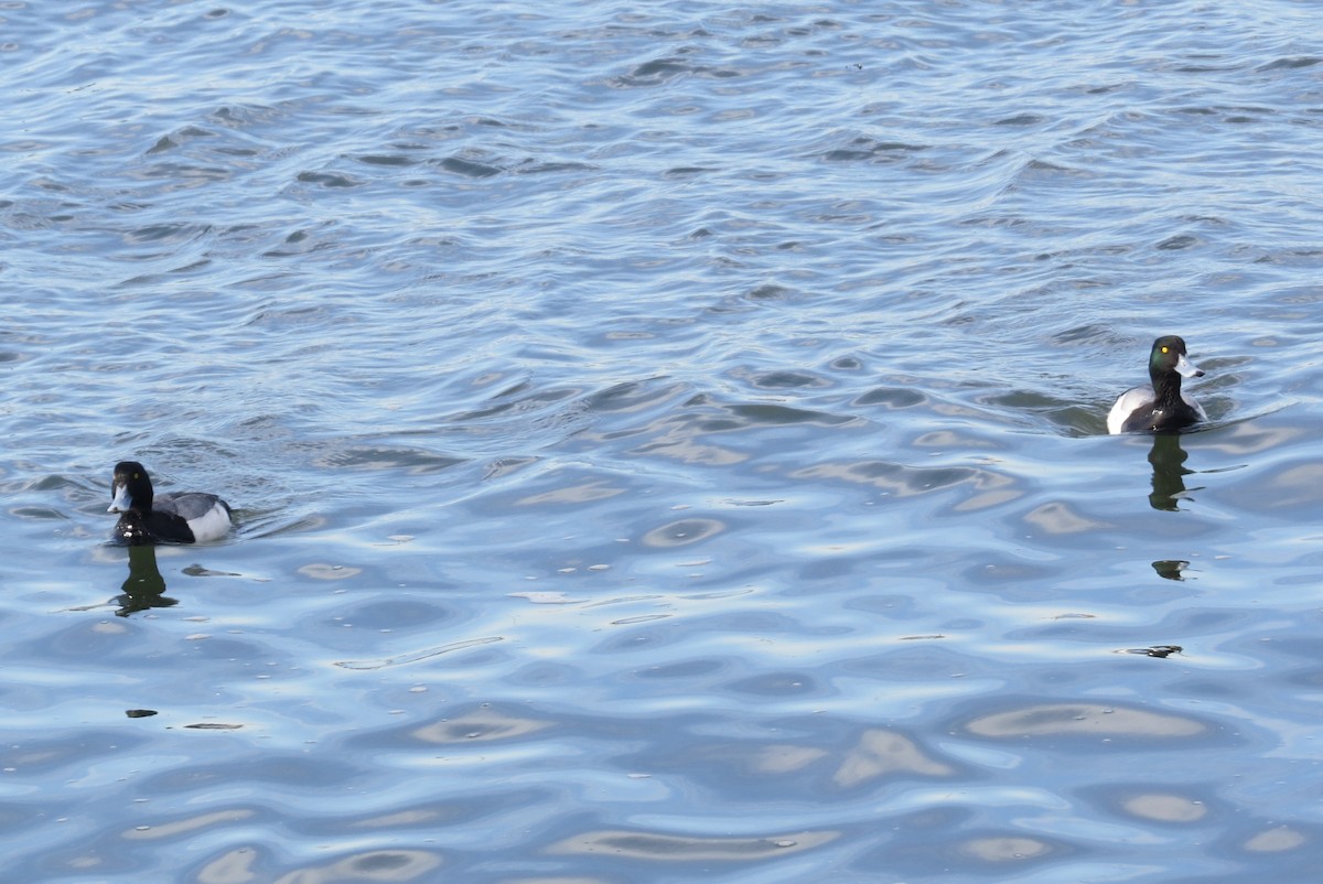 Lesser Scaup - ML213600101