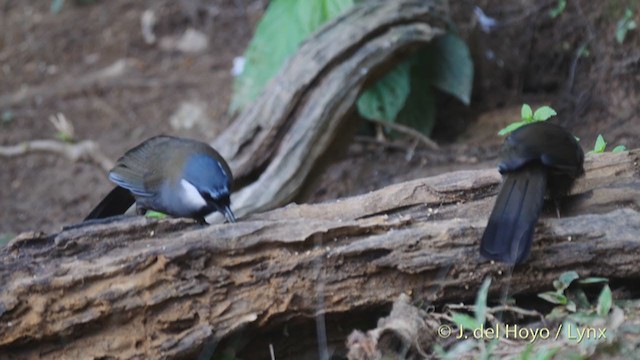 Black-throated Laughingthrush - ML213601441