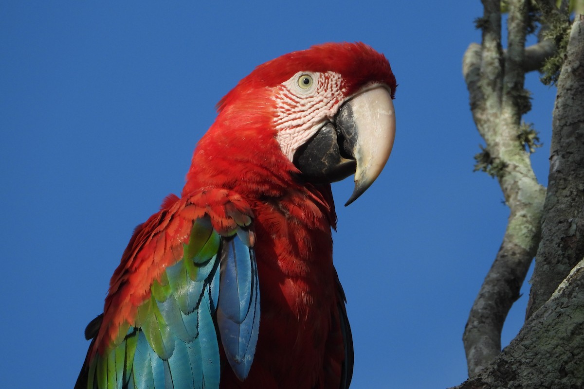 Red-and-green Macaw - Ricardo Battistino