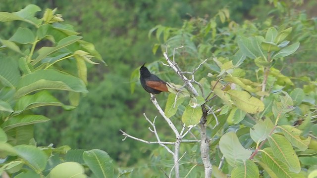 Crested Bunting - ML213601621