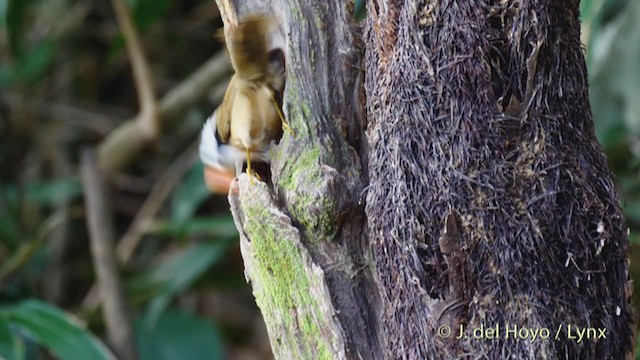 Brown-crowned Scimitar-Babbler - ML213602751