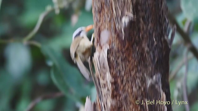 Brown-crowned Scimitar-Babbler - ML213602761