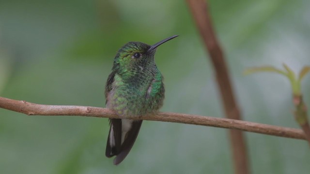 Stripe-tailed Hummingbird - ML213605751