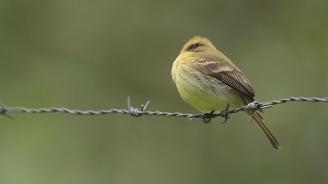 Yellowish Flycatcher - ML213606591