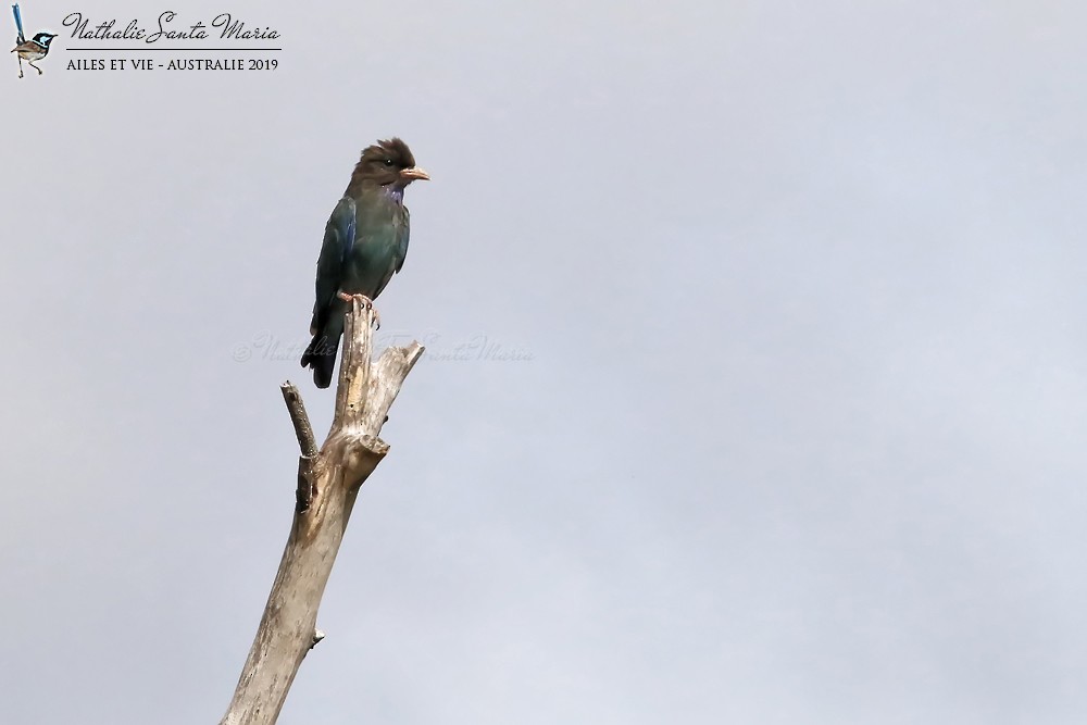 Dollarbird - ML213607551