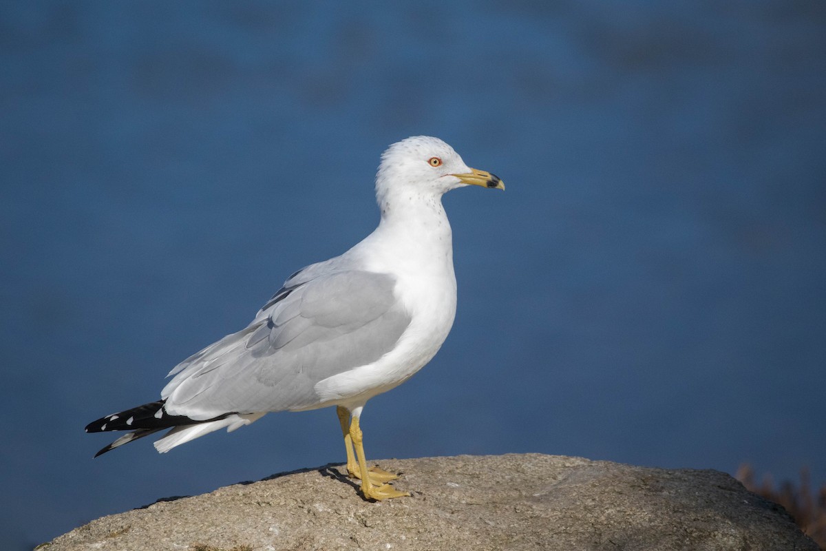 Ring-billed Gull - ML213607751