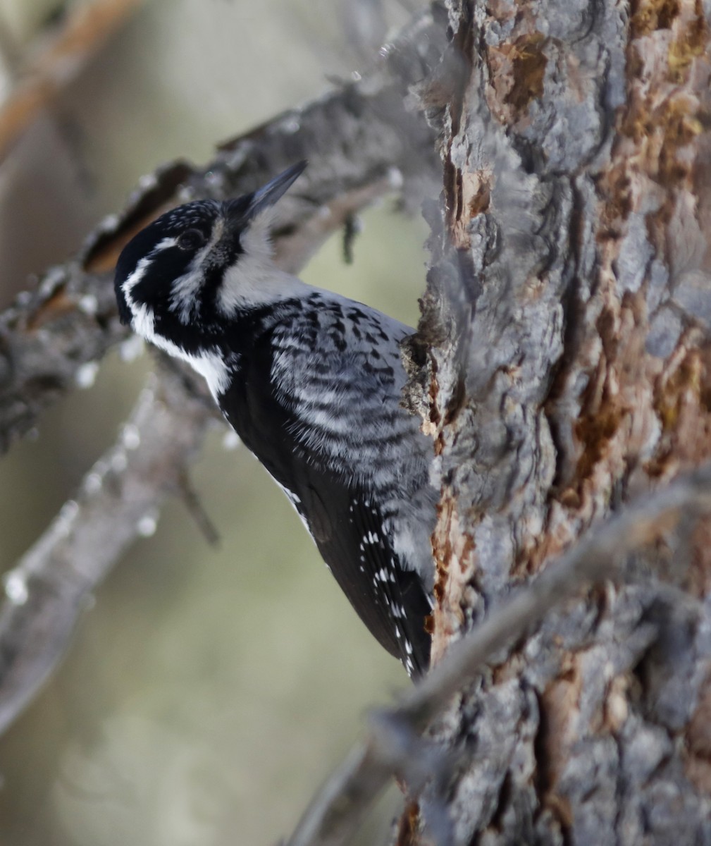 American Three-toed Woodpecker - ML213608211